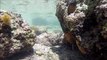 Rocky Point Mexico GoPro underwater in Fish video in Tide Pools