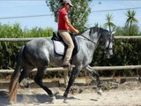 Pura Raza Espanola Stallion 