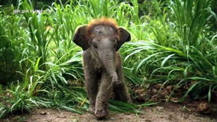 CHÚ VOI CON Ở BẢN ĐÔN REMIX - NHẠC THIẾU NHI SÔI ĐỘNG