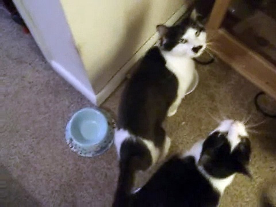 Talking Cats