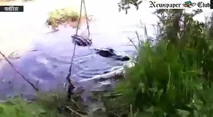 big alligator hunts the smaller on