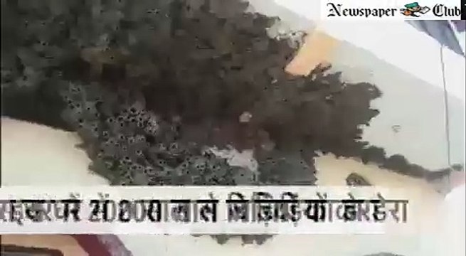 birds, swallow, banswara, jaipur, rajasthan, nest, america, europe, china, turkey, iran, singapore, hong kong, southeast asia