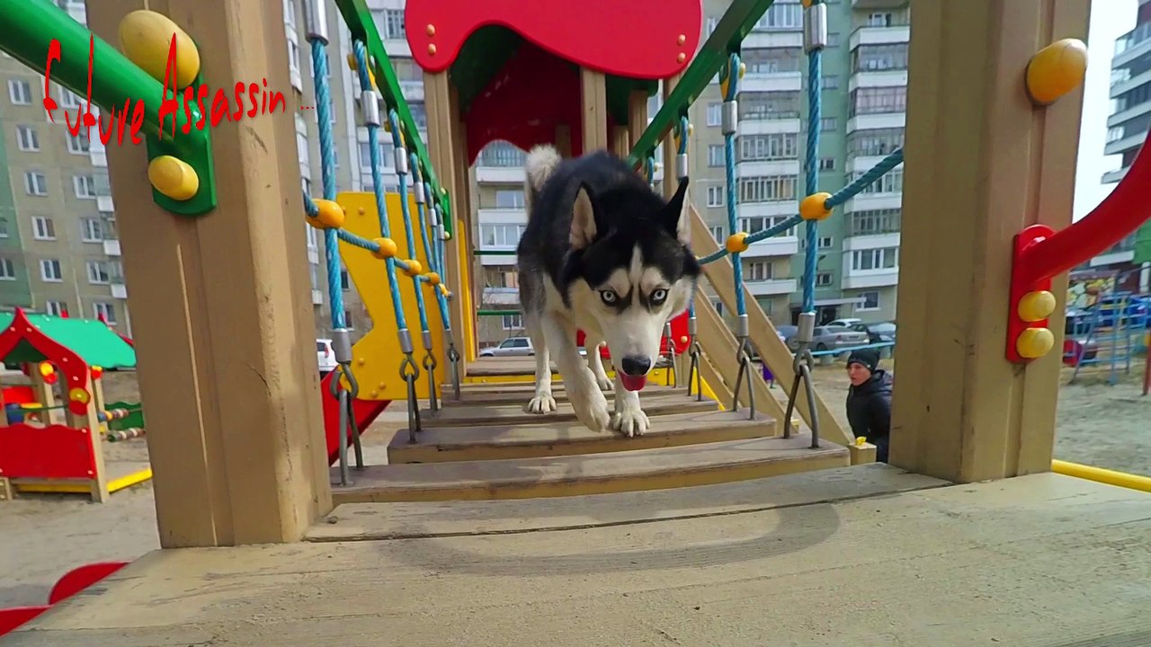Funny husky playing on the playground in the assassin!