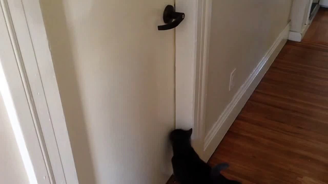 My brother was wondering how his cat kept getting inside his bedroom. This is how