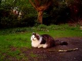 Norwegian Forest Cat pruts ten velde