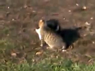 Коты -мяу
