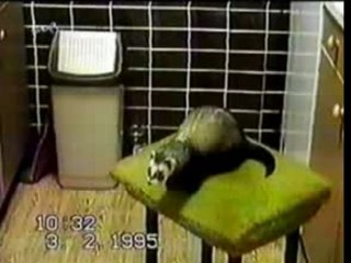 Le saut très gracieux du furet