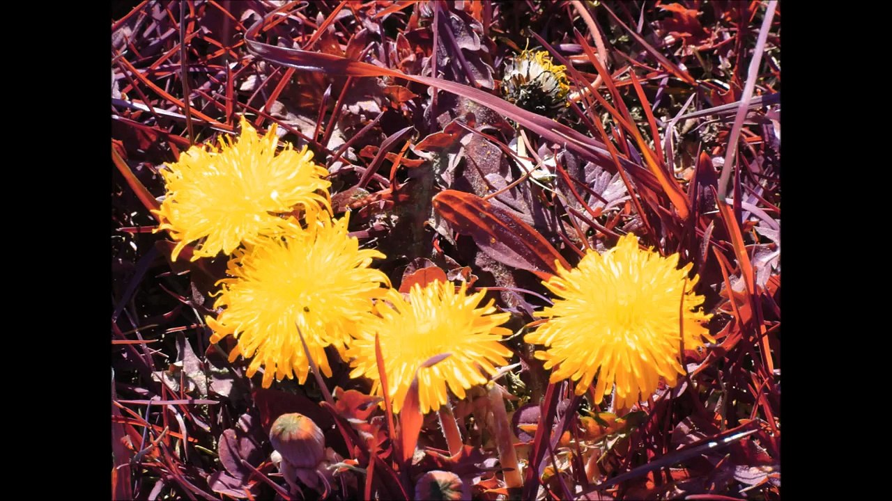 Welcome to Wonderland (instrumental)