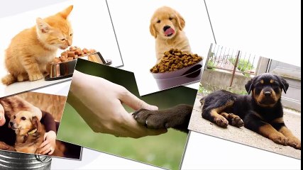 ANY ITEM YOU COULD WANT FOR YOUR PET YOU CAN VISIT OUR WEBSITE!