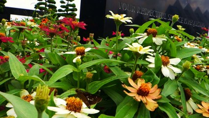 Busan - Güney Kore'deki BM Şehitliği