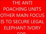 THE ELEPHANT MAN OF THE GREAT BARRIER REEF 6 ELEPHANT CONSERVATION VIDEO TUSK MONEY