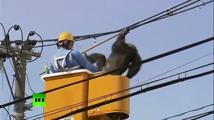 Chimp goes on the loose in Japan