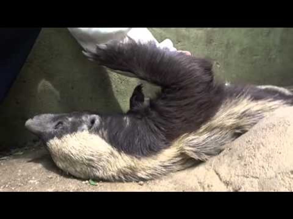 This Honey Badger Loves a Scratch