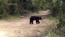Florida black bear mama bear with cubs in Fakahatchee
