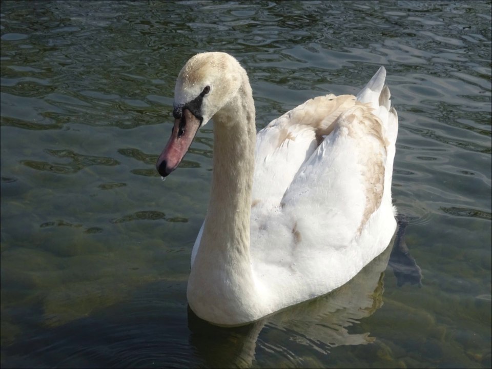 Sauvetage d'un cygne