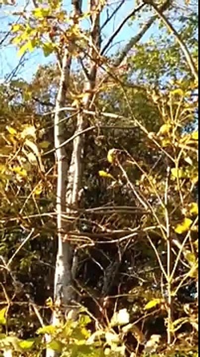 自然のキツツキの音、心を癒す