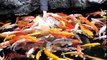 Nourrir des centaines de poissons rouges... Magique