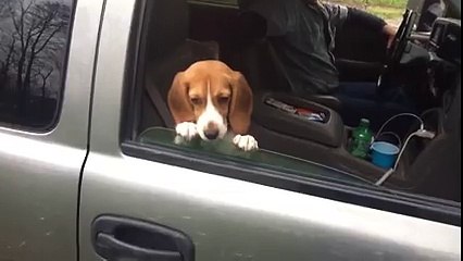 Ce chien ne veut pas enlever ses pattes de la fenetre de la voiture. Sous aucun pretexte