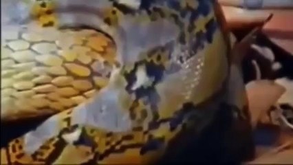 NEW 2015   Anaconda Attack King Cobra - Wild Animals Attack - Video