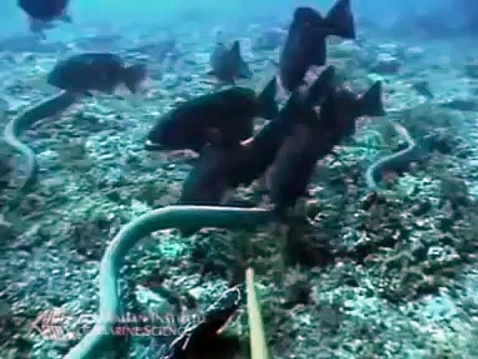 NEW 2015   Angry Shark Attack Sea Snake - 뱀 대 상어  - Shark Attack морская змея- video HD