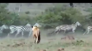 NEW 2015   Angry Zebra Attack Lion - Wild Animals Attack - Video HD