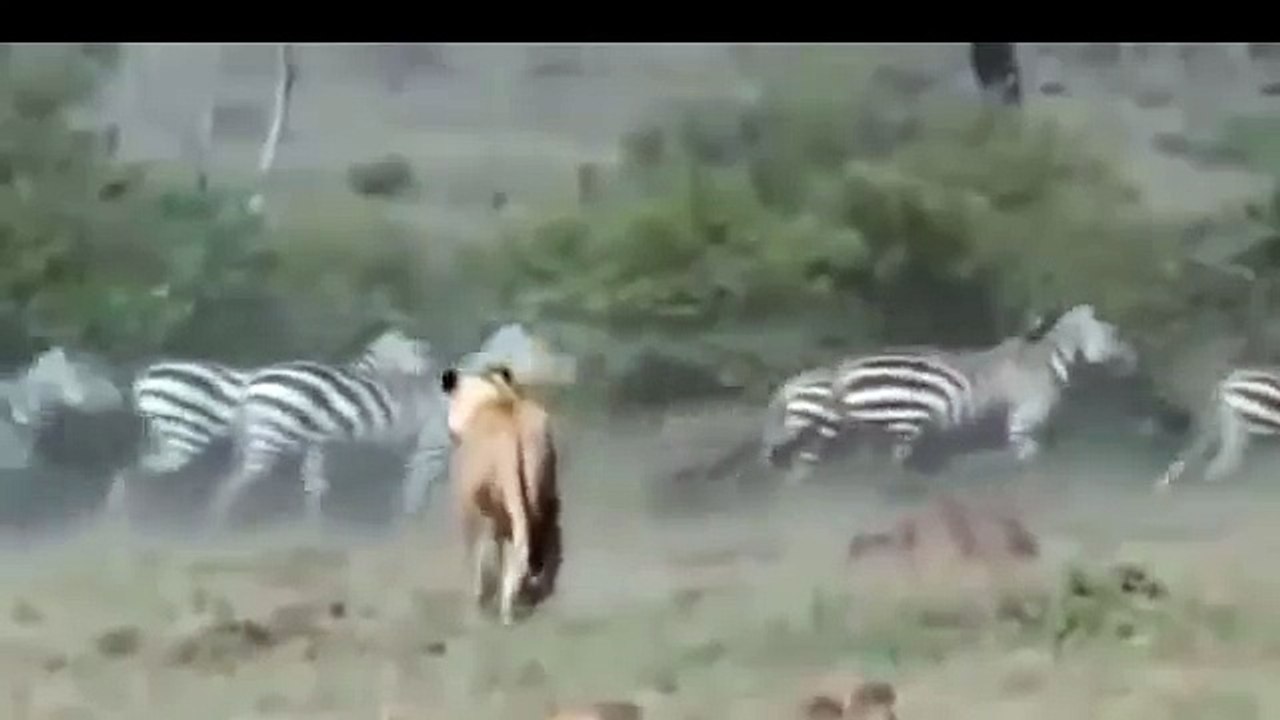 NEW 2015   Angry Zebra Attack Lion - Wild Animals Attack - Video HD