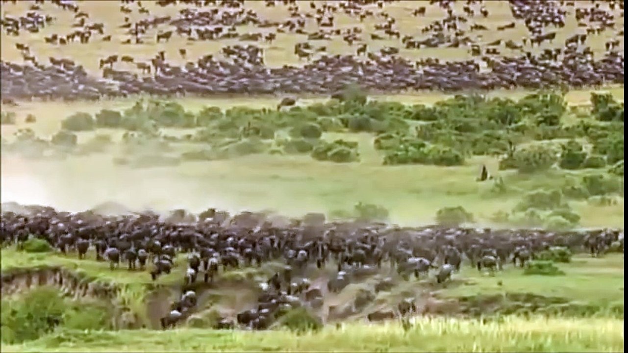 NEW 2015   Leopard Catching Impala In The Air - DOUBLE KILL - Video