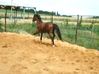 ramsès lib 2 ans 06.07