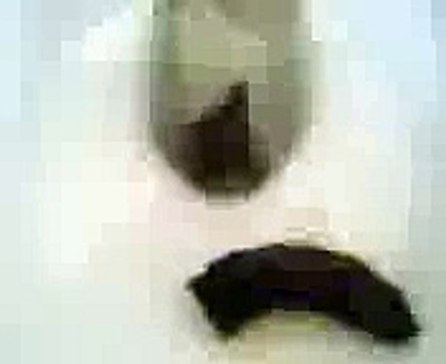 funny poop