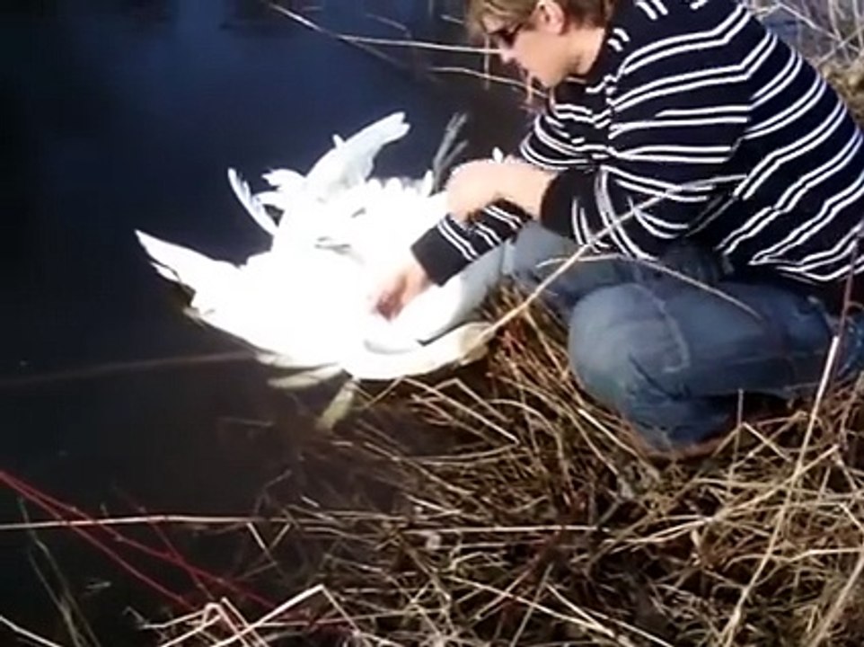 2 cygnes emmêlés entre eux viennent demander de l'aide à un homme