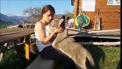 Quand un âne pense être un chiot mdr