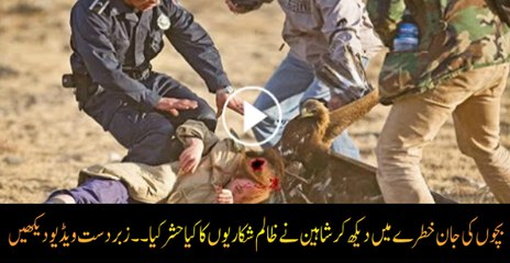 Eagle Attacks On Hunter When They Try To Caught His Babies.