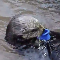 The cleverness of otters