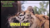 Best Friends Tiger,Lion And Bear Living  Together Documentary