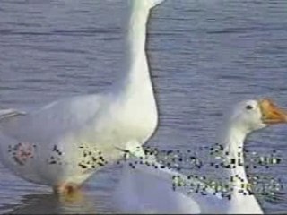 Loi ve xom nho - Linh tuan,Thanh huyen