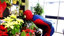 Spiderman vs Pink Spidergirl in Real Life! Spider-man Dates Spidergirl! Fun Superhero Movie [HD, 720p]