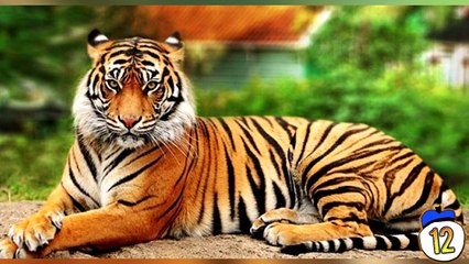 15 Extinct Animals That May Still Be Alive