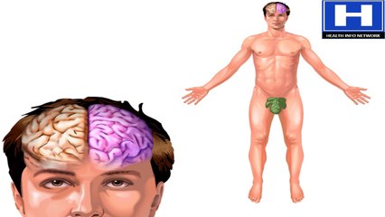 How Does the Brain Work | Human Brain Structure and Function Animation | Lobes of the Brain Video