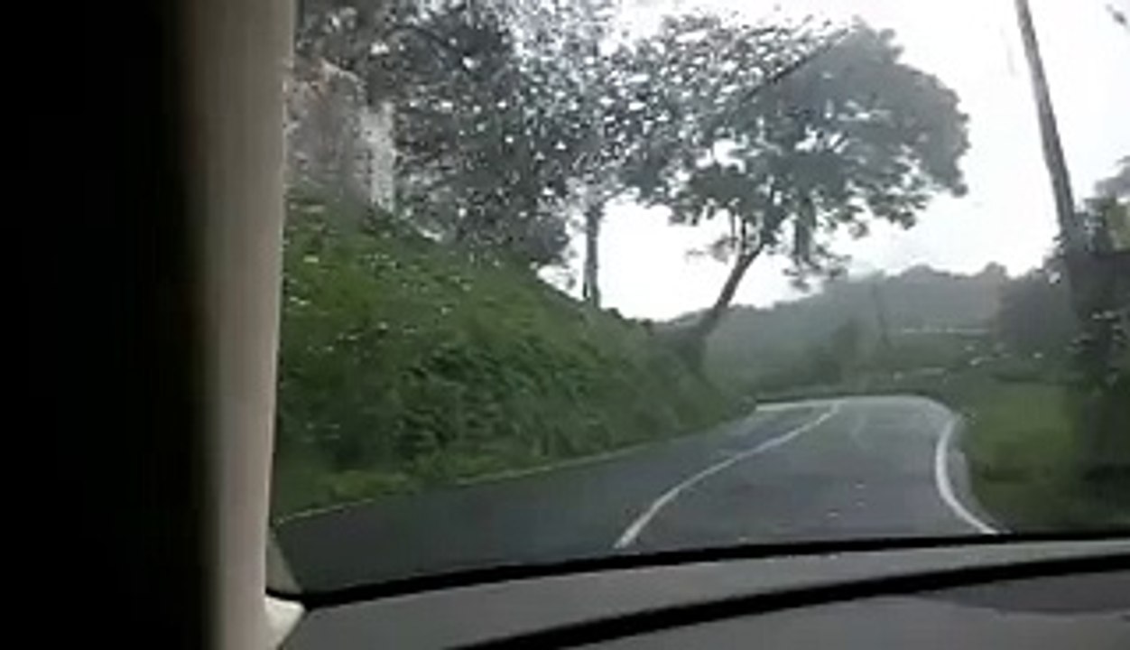 BRUJA REAL EN UN ÁRBOL