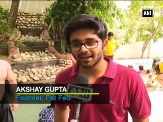 Beat the heat Pool party for dogs in Delhi