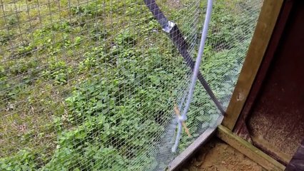 Birds are the world's best problem solvers