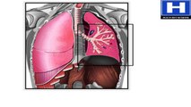 How Gas Exchange Occurs in the Lungs Animation - Anatomy & Physiology of Respiratory System Video