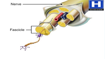 How Nervous System Works Animation - Nerve Conduction Physiology | Central & Peripheral Anatomy Video