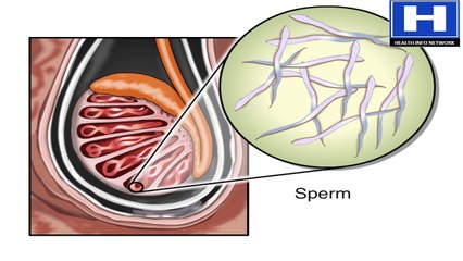How Sperm Travels through Male Reproductive System Animation - Sperm Release Pathway Video