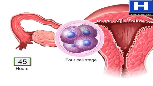 How The Embryo Develops After Fertilisation - Human Development Animation - Zygote Cell Division