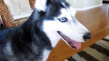 Mishka says -I love you, I want a walk!- - Husky Dog Talking - Video