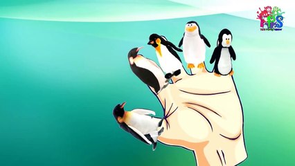 Nursery Rhymes Collection Masha And The Bear Cartoon Finger Family Rhymes Frozen Songs Fin