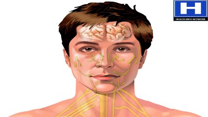 How We Feel Pain Animation - Pathway for Sensation of Pain & Reaction to Pain of Bee Sting Video