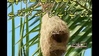 New Ghazal Tanha Abbas -Wo NAzar pe hamari nazar rakhta hai-Urdu Poetry-Shayari - YouTube