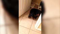 Dachshund Dances with His Own Tail - Funny Animals Channel